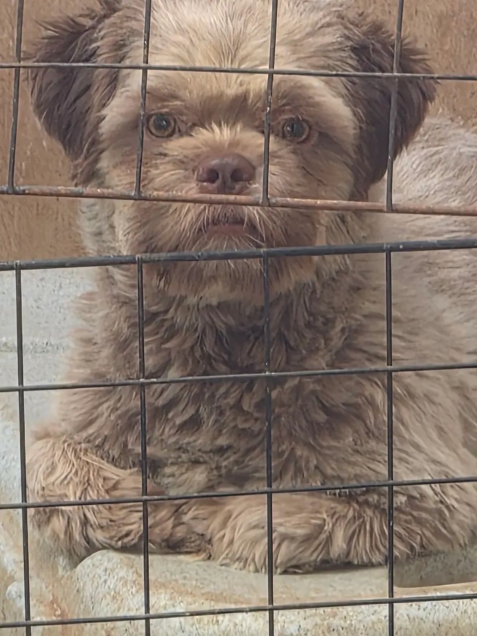 Shihtzu macho  - Foto 3