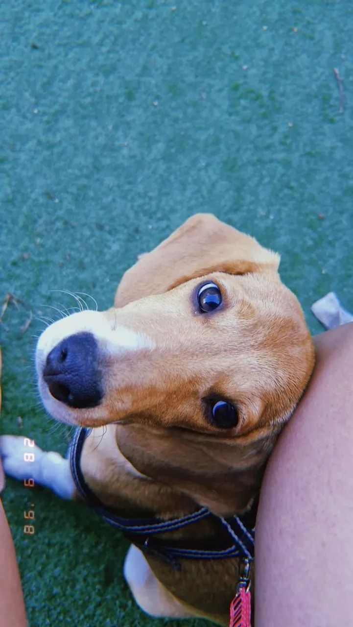 Vendendo filhote de  Beagle