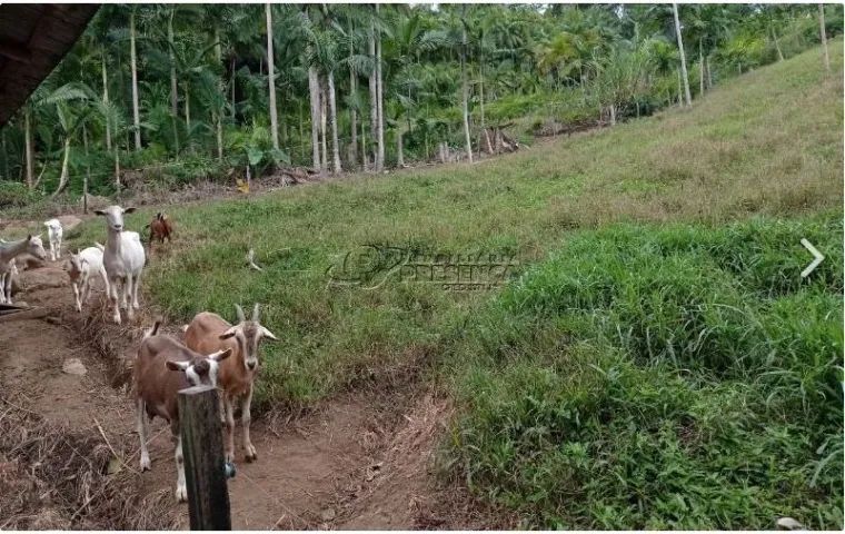 Chácara em Corupá - Foto 3