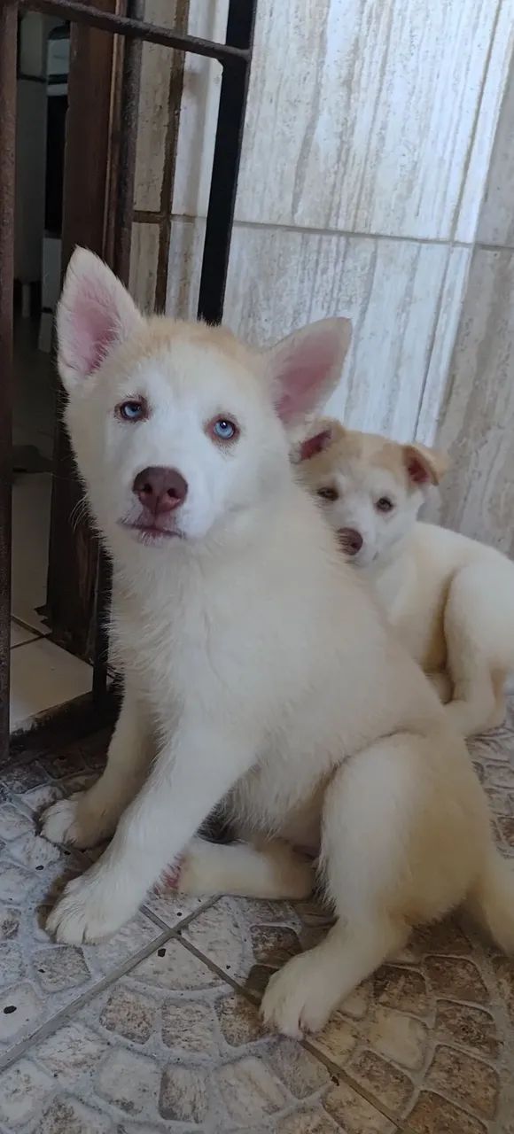 Bebês de husky siberiano - Foto 4