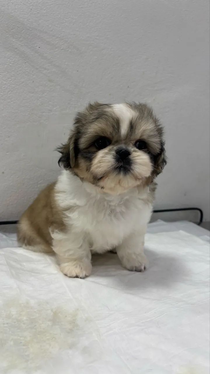 Shih Tzu  - Foto 3