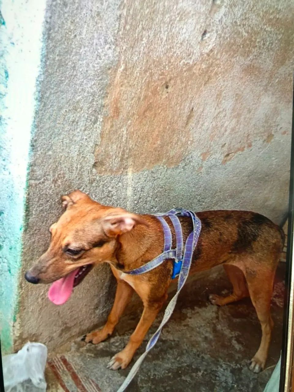 Adoção  - Foto 4