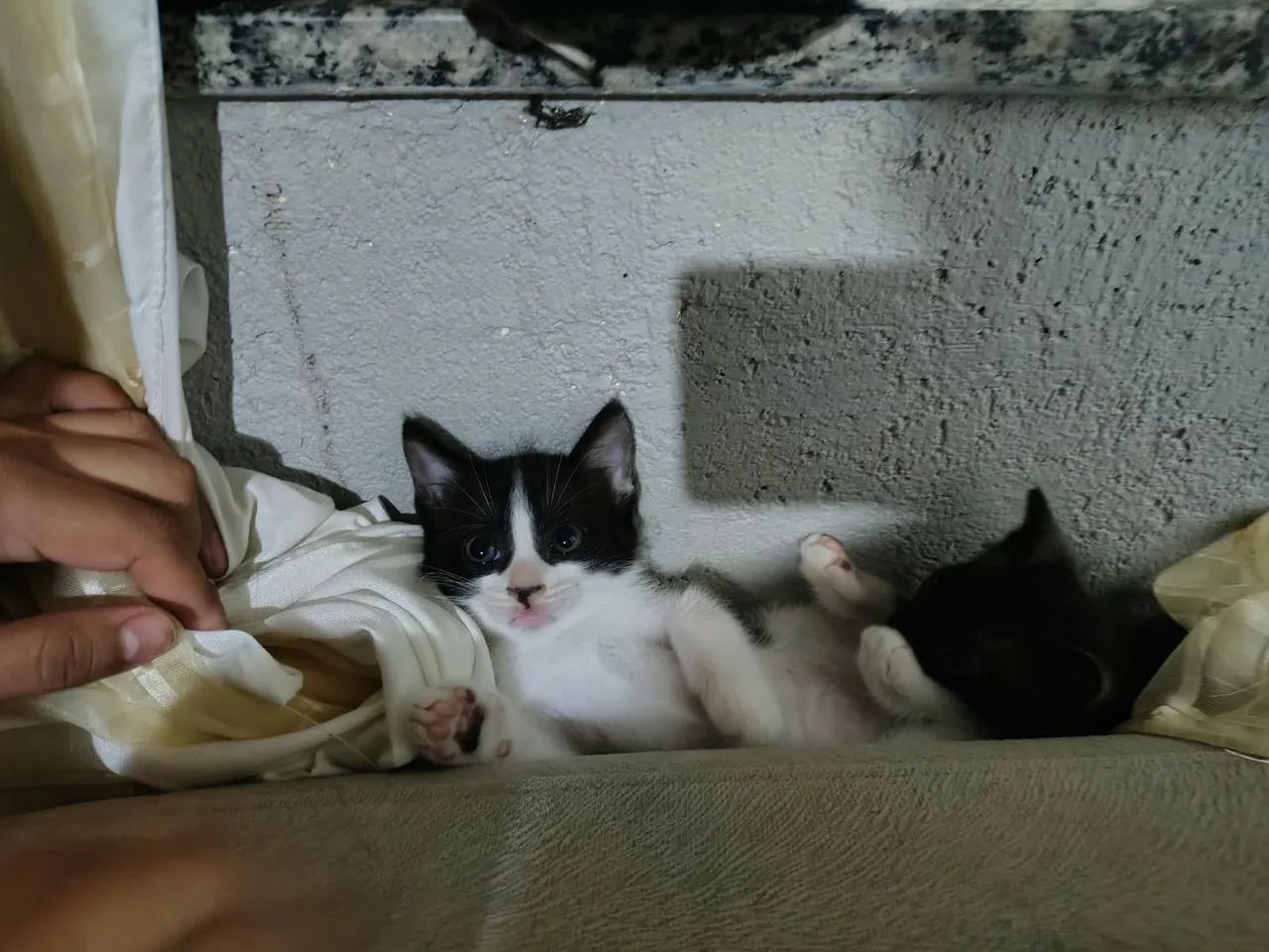 Doação  - Foto 2