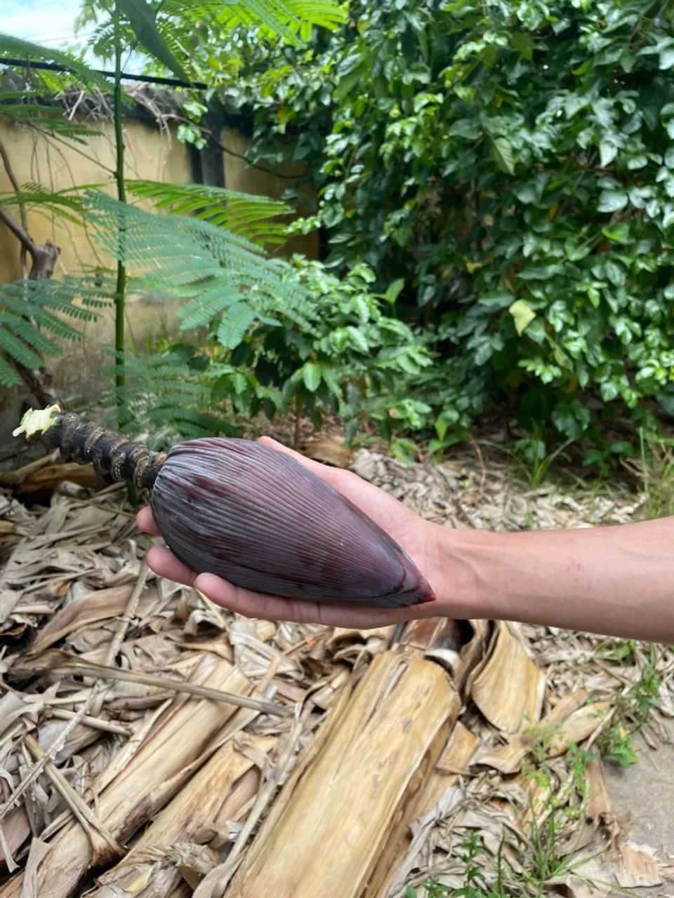 Coração/Umbigo de bananeira agroecológico - sem agrotóxicos