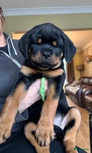 Bebezinho rottweiler com saúde e procedência garantida