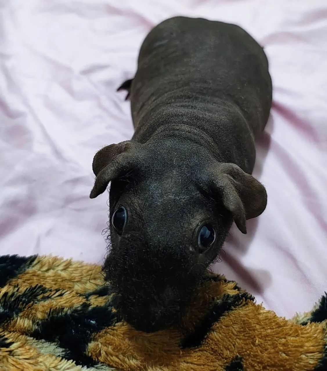 Porquinho da Índia skinny sem pelos macho - Foto 2