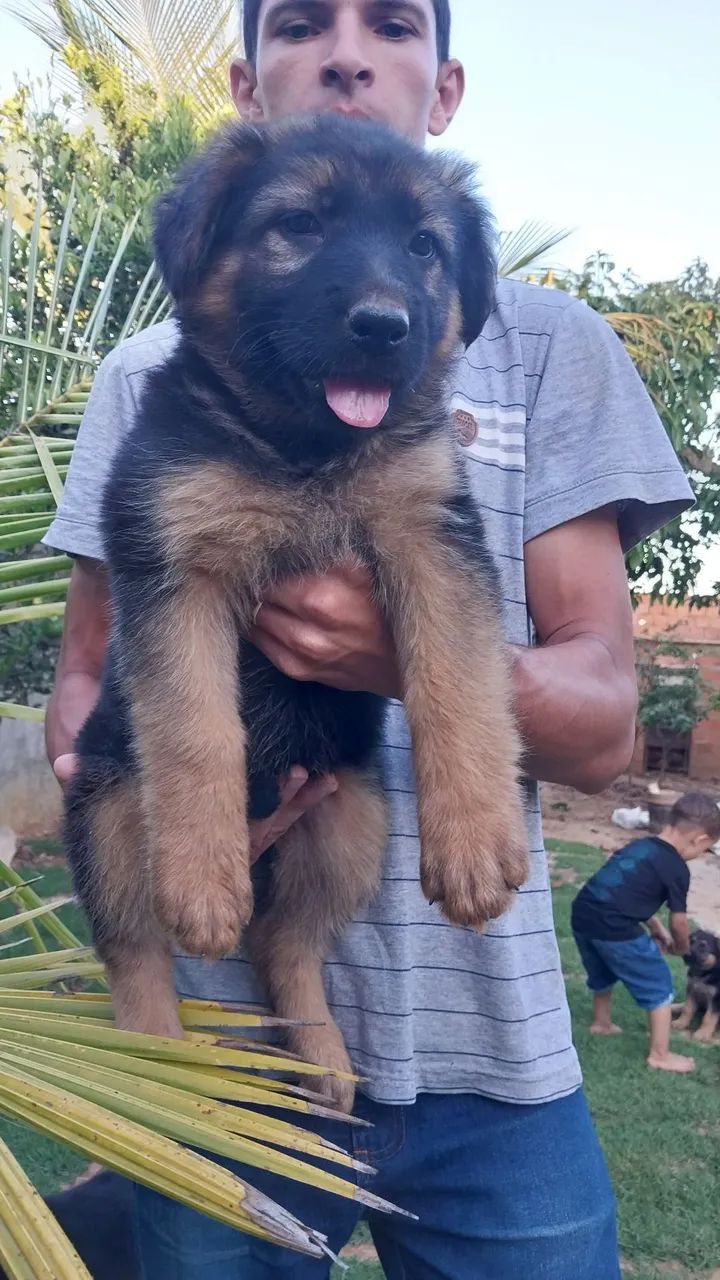 Filhote de pastor alemão