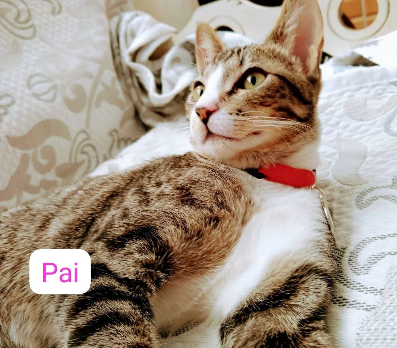 Gatinhos - Foto 3