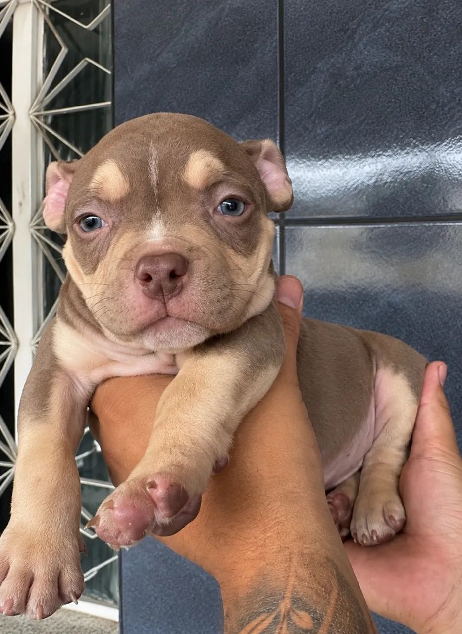 American Bully  - Foto 3
