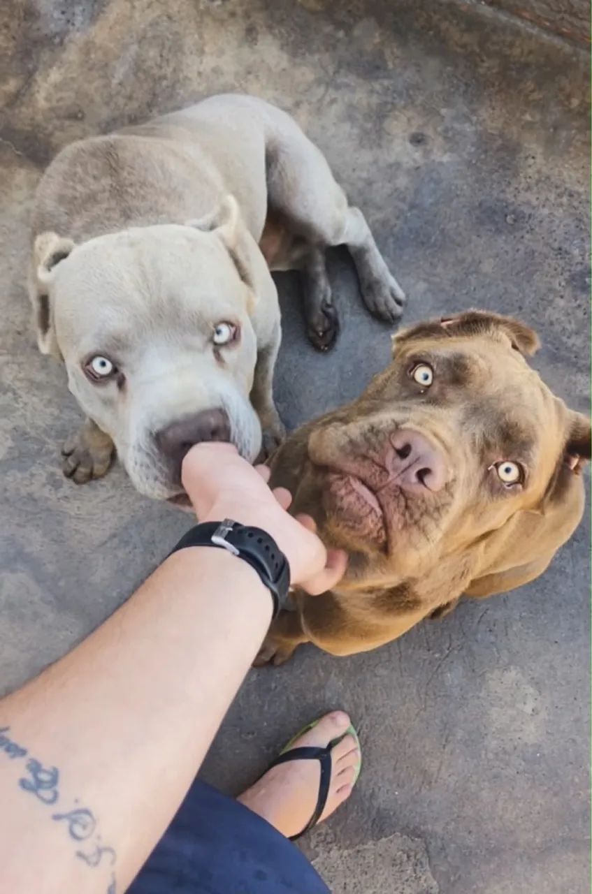 Cane Corso - Foto 3