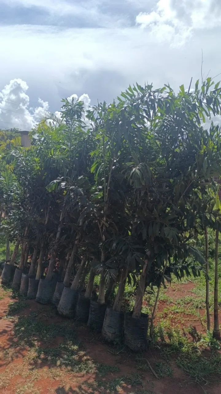  Promoção imperdível! Palmeira Rabo de Raposa - As queridinhas do momento!!! - Foto 4