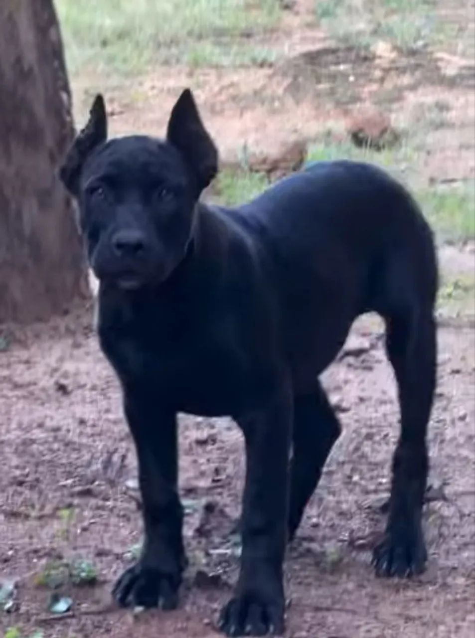 Cane corso - Foto 3