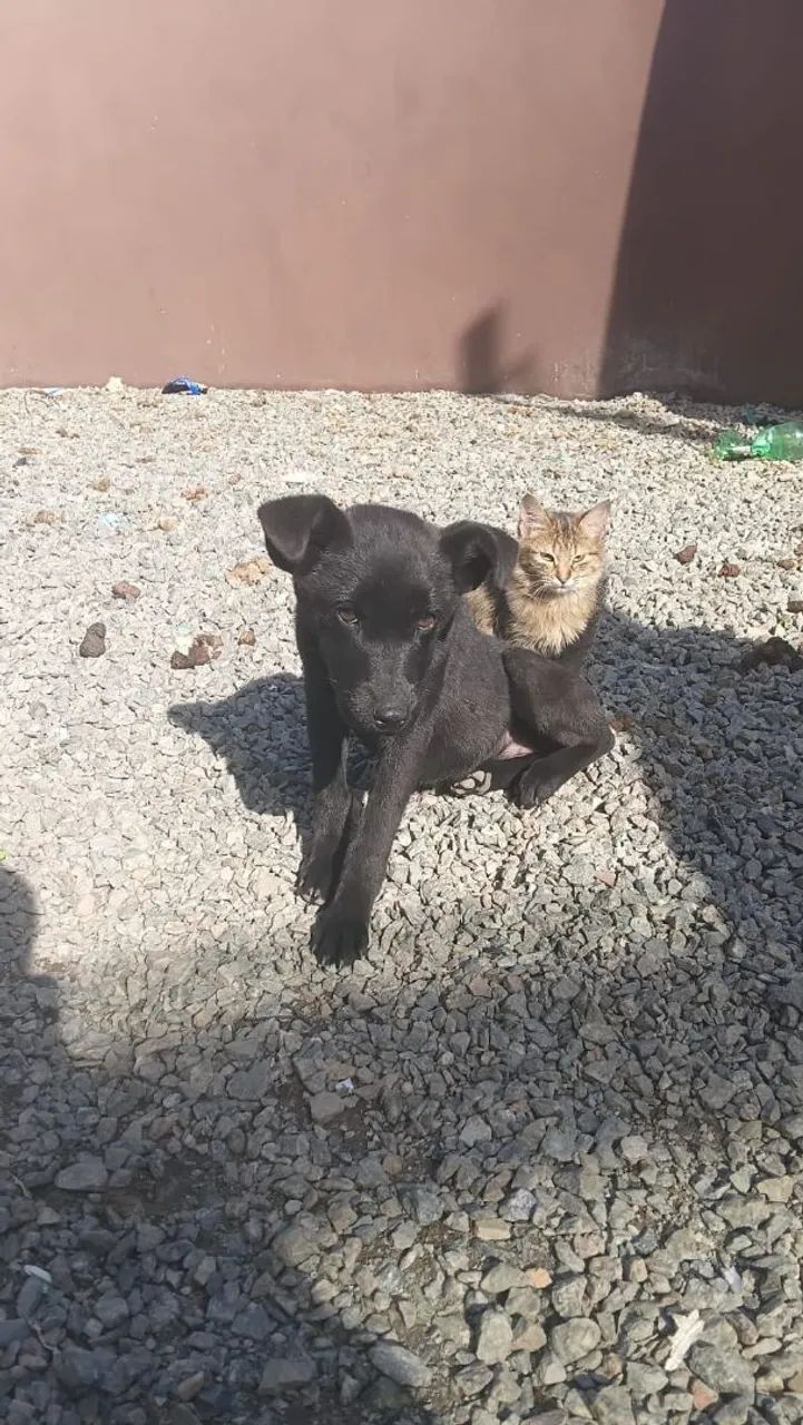 Doação de cachorro  - Foto 2