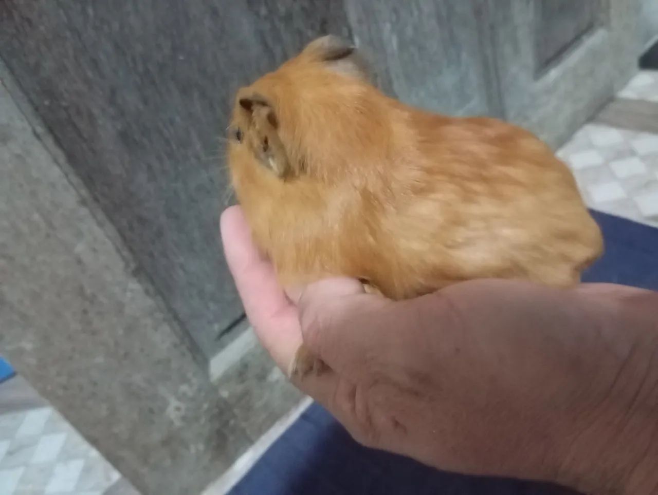 Vando lindos filhotes de pouquinho da índia  - Foto 5