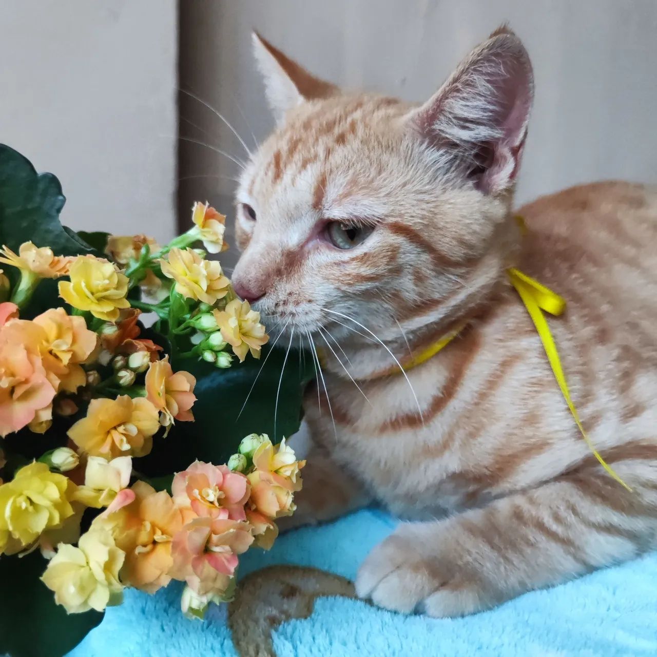 Filhote de gato laranja  