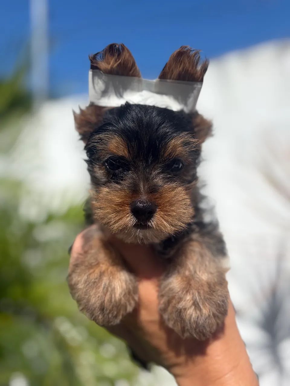 Yorkshire terrier macho - Foto 4