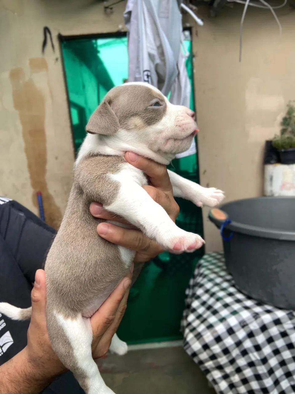 American bully  - Foto 4