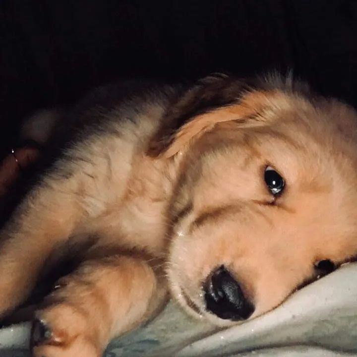 Golden Retriever - Foto 3