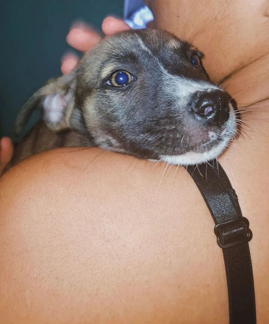 Doação de cachorro