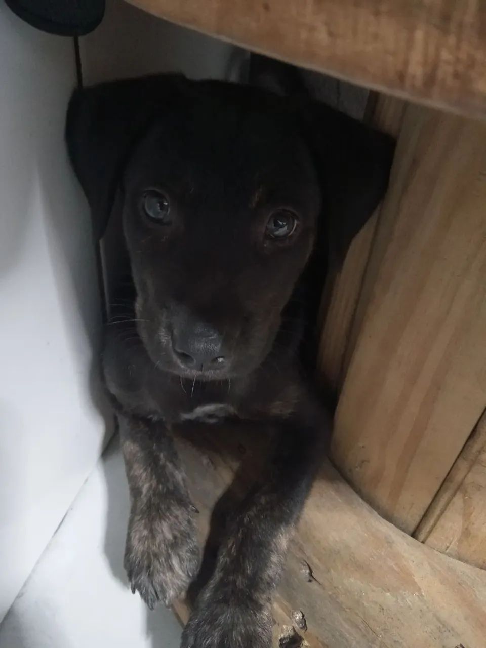 doação de cachorro