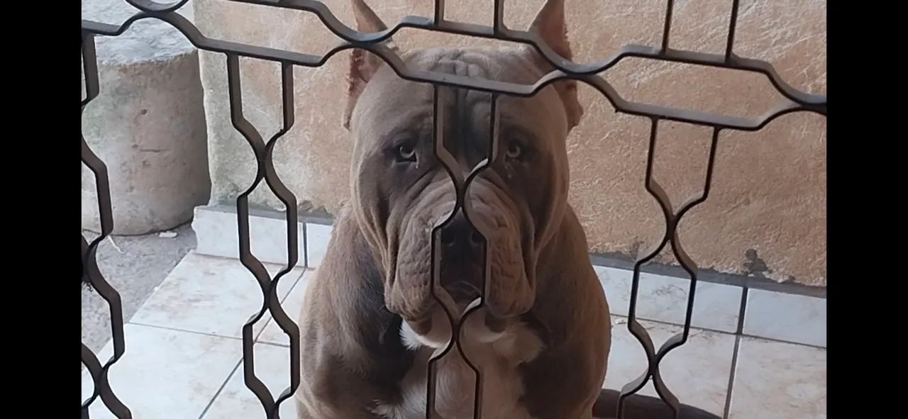 Pit Monster Macho  - Foto 2