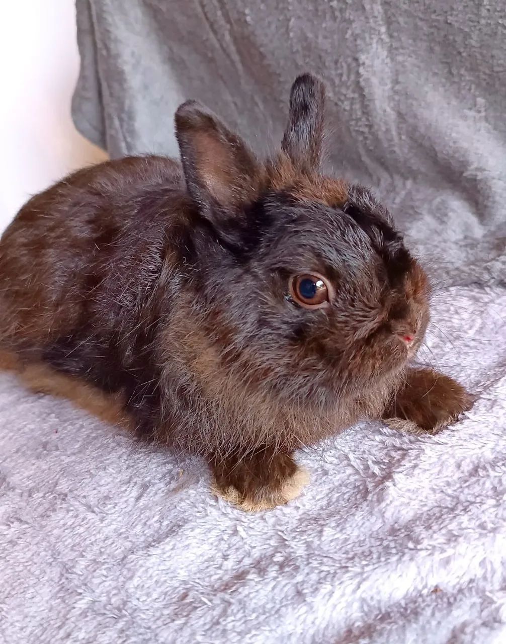 Coelhos Adultos disponíveis Mini lop e Netherlands  - Foto 5