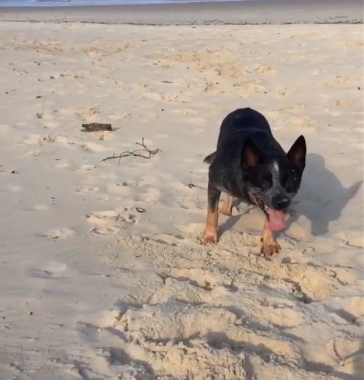 Blue Heeler 