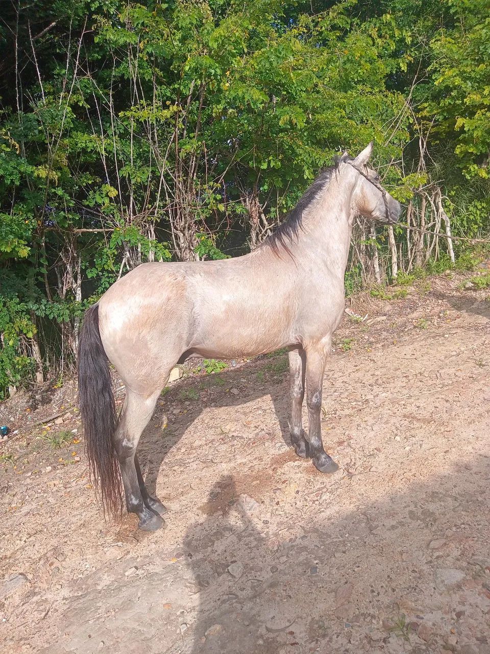 Vende-se e troca-se cavalo muito andador de baixa e alta   - Foto 4