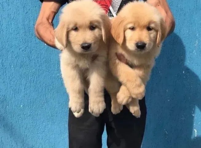 cachorro