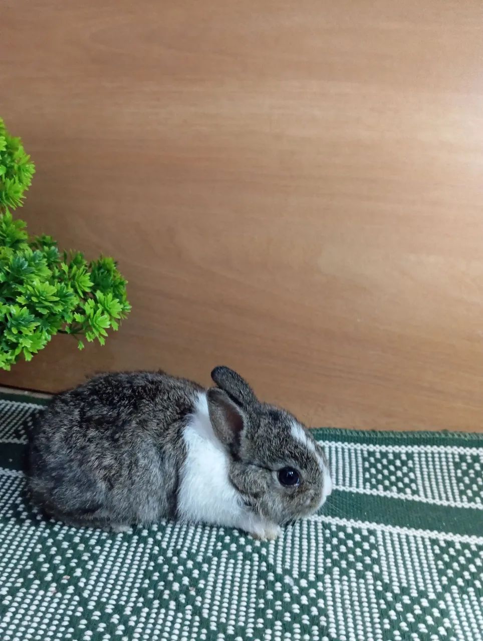 Mini coelhos Netherlands 