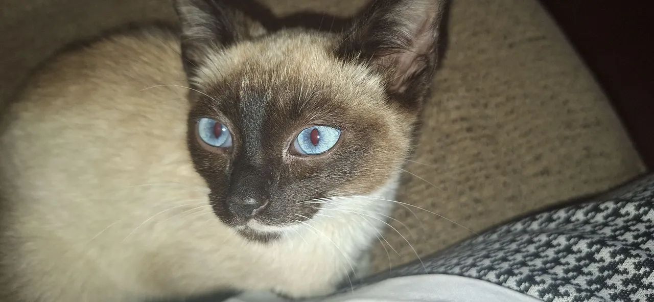 Gatinha siames - Foto 3