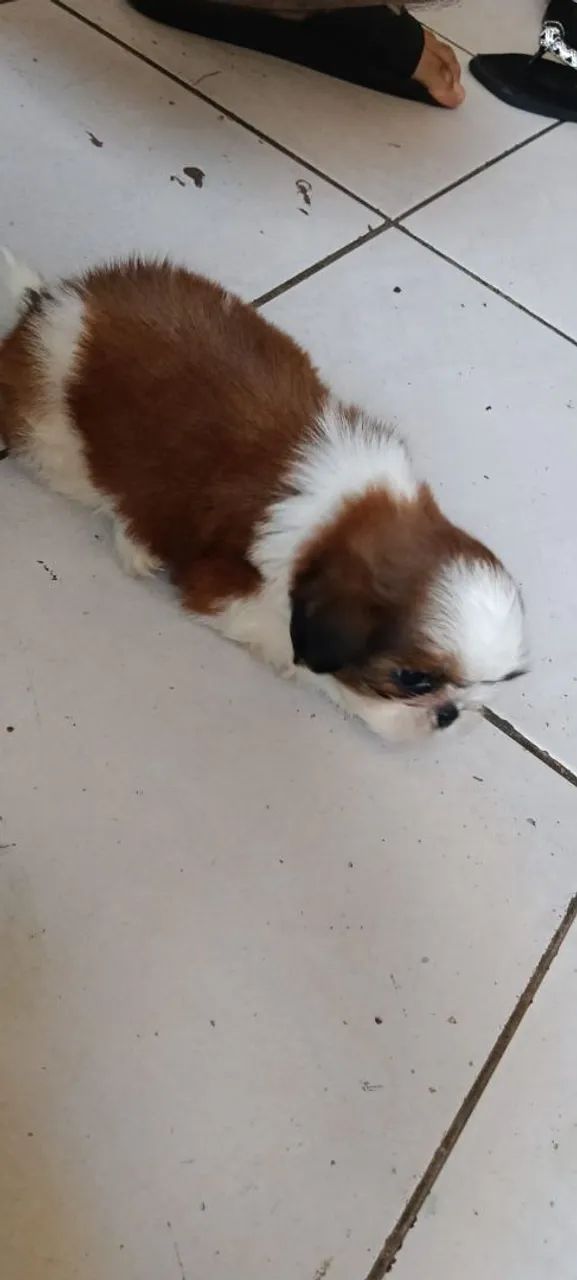 Shihtzu  - Foto 3