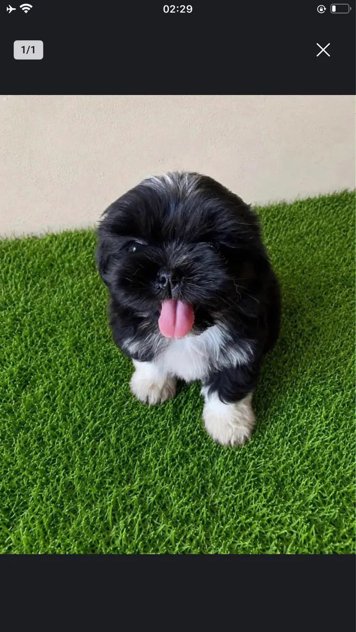 Shih Tzu  - Foto 2