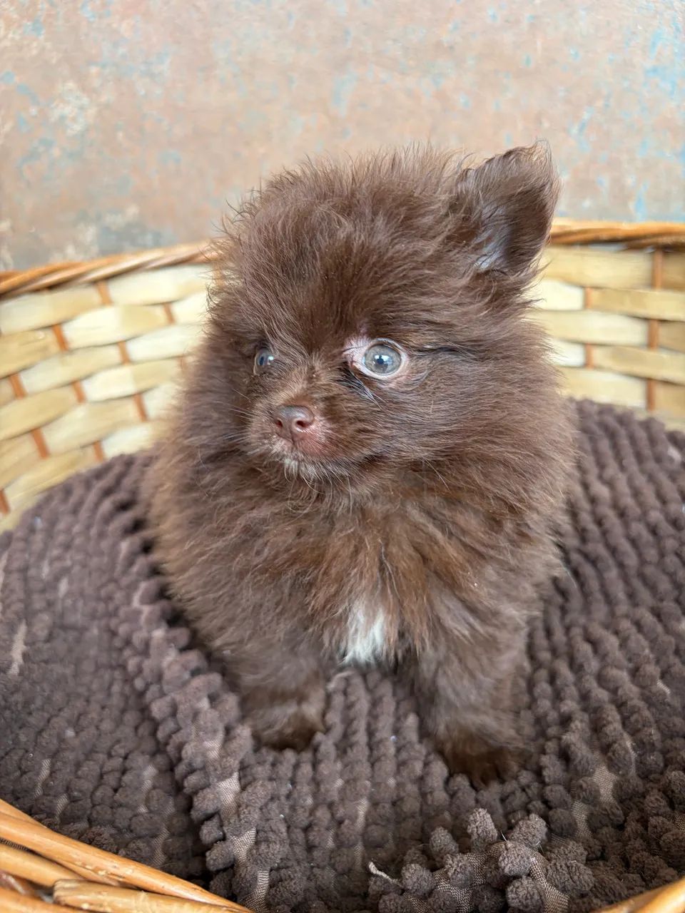 Lulu - Spitz alemão 