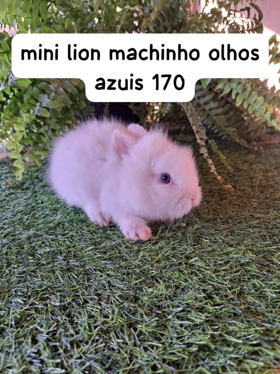 mini coelhos Fazenda Rio Grande  - Foto 3