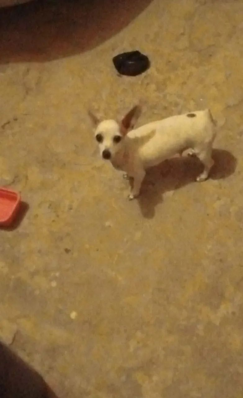 Cachorro