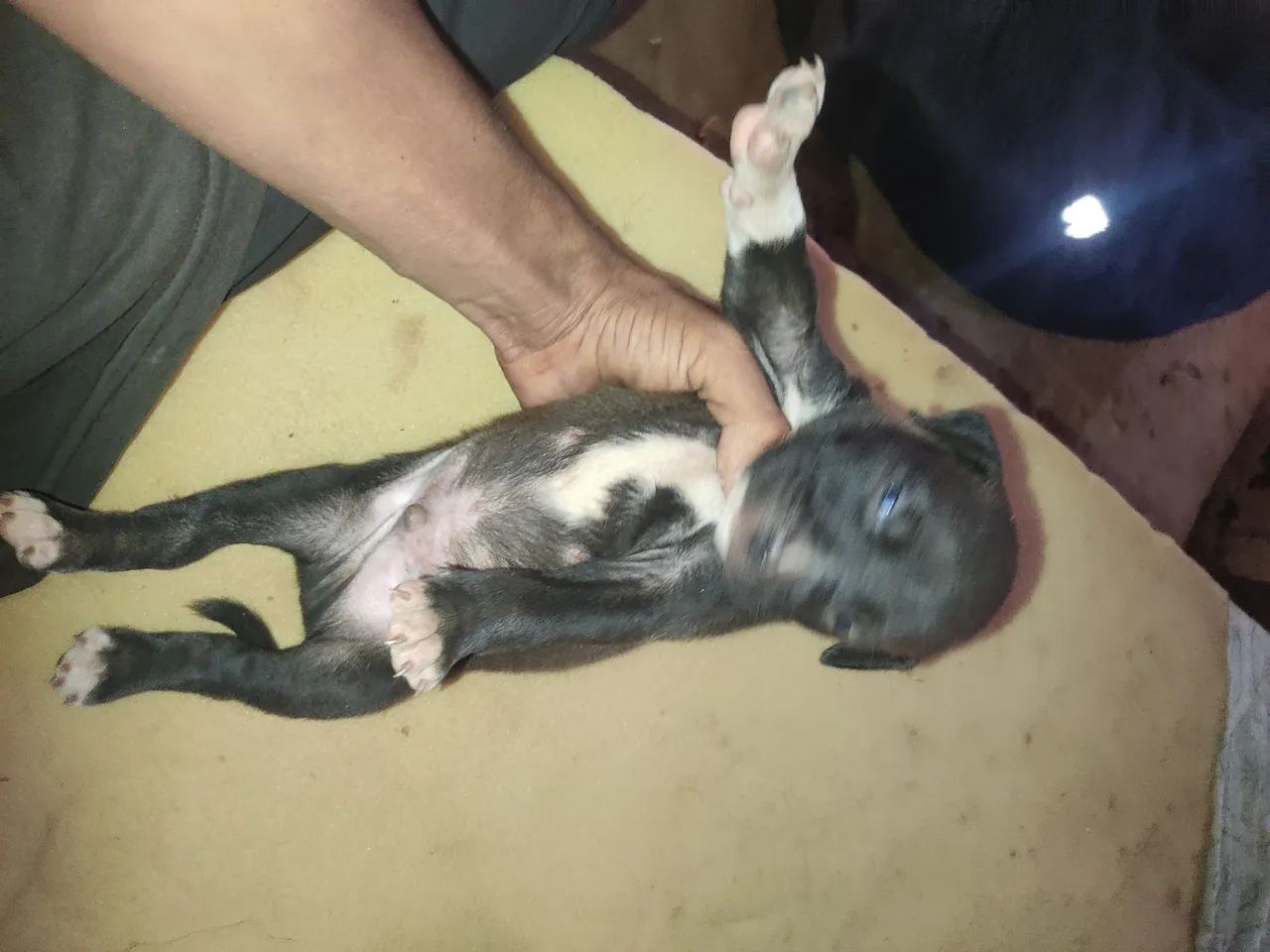 Cachorro Pitbull  - Foto 4