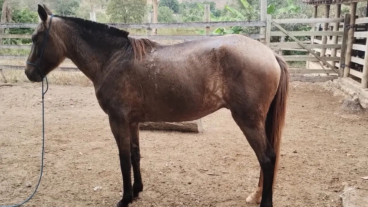Cavalo  - Foto 2