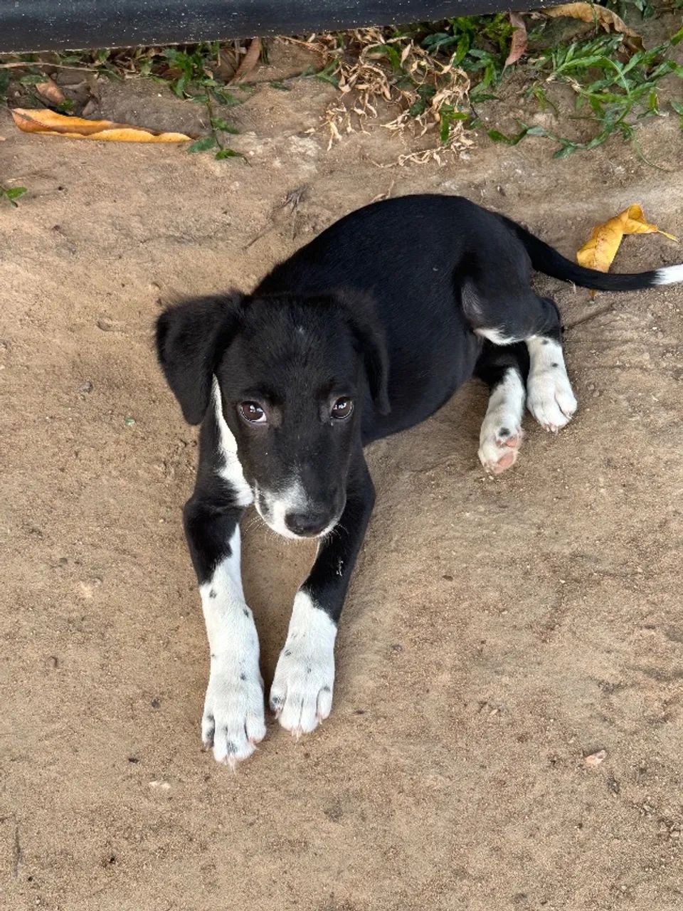Adoção Responsável 