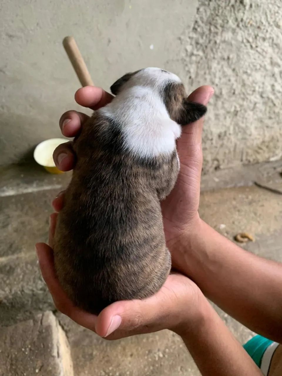 Pitbull misturado com América buler  - Foto 5