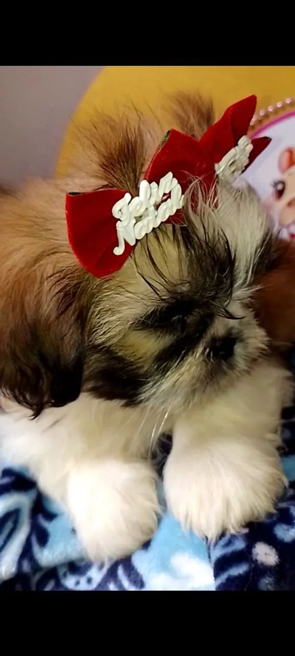 Filhotes pronta entrega Shitzu fêmea pedigree vacina  - Foto 6