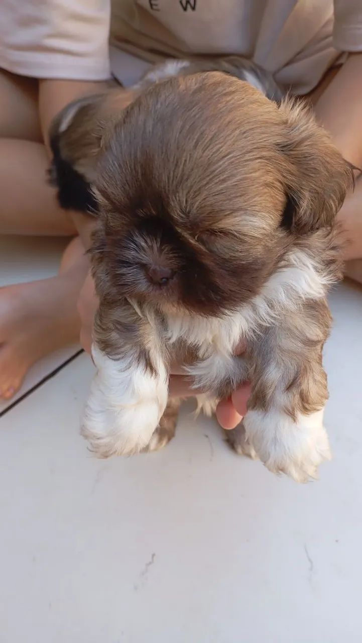 Vende cachorro Shitzu macho trata 44.9. * - Foto 3