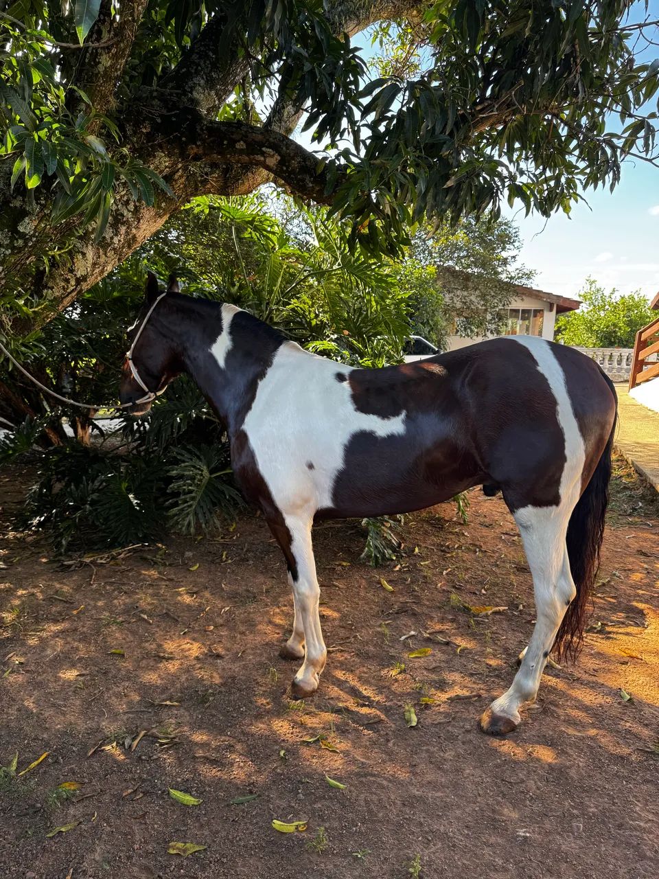 Cavalo  - Foto 4