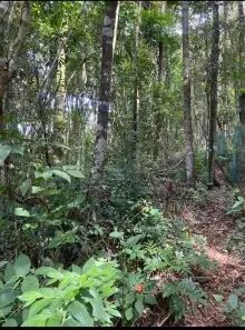 Terreno em área rural oportunidade única - Foto 4