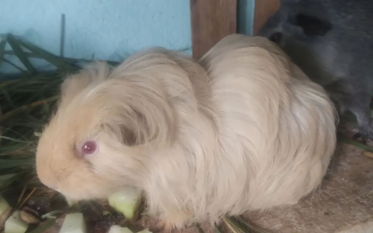 Porquinho da Índia pelo longo  - Foto 2