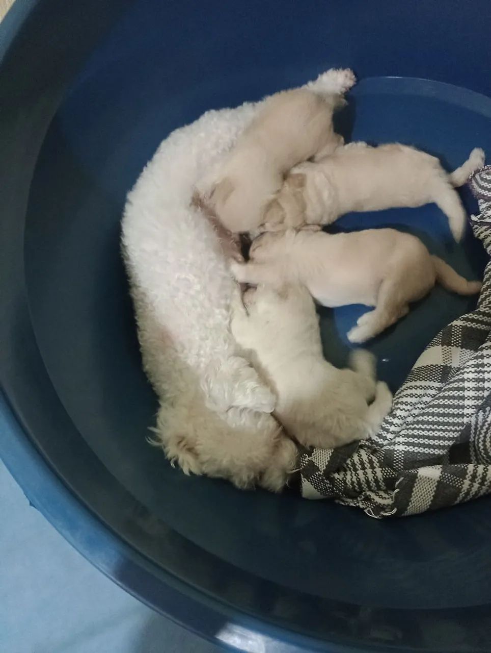 Cachoros