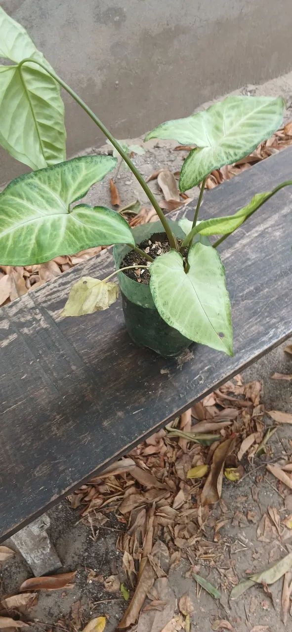 Plantas 