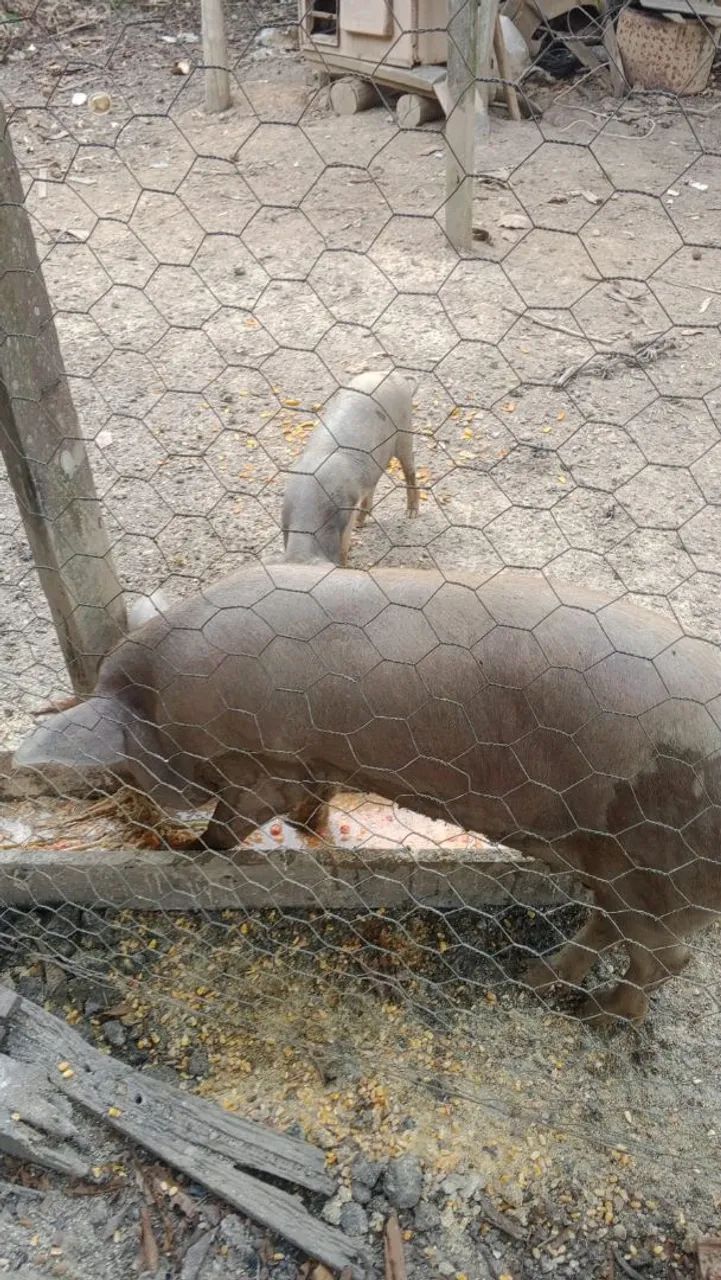 Vendo porca e leitoa  - Foto 2