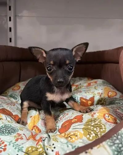 Pinscher zero aquele pequeno 