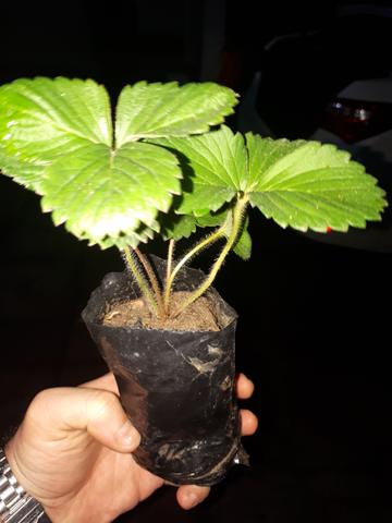 Mudas fruteiras a partir de 15 reais. otima jabuticabeira:R$40 - Foto 3